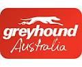 Greyhound Australia image 6