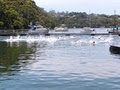 Gymea Bay Amatuer Swimming Club logo
