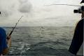 Haven Sport Fishing Charters image 6