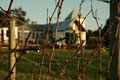 Hay Shed Hill & Pitchfork Wines image 5
