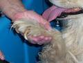 Hounddog Hairdressing image 1