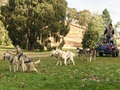 Howling Husky Sled Dog tour image 2