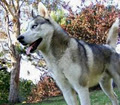 Howling Husky Sled Dog tour image 3