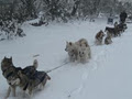 Howling Husky Sled Dog tour image 1