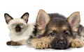 Janelles Mobile Pet Service image 2