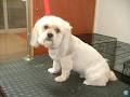 Just Dogs Grooming Salon image 1