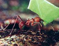 Knock-Out Pest Control-Commercial Pest Control-Termite Control-Rat Pest Control image 2