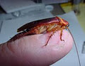 Knock-Out Pest Control-Commercial Pest Control-Termite Control-Rat Pest Control image 3