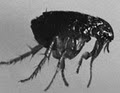Knock-Out Pest Control-Commercial Pest Control-Termite Control-Rat Pest Control image 4