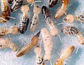 Knock-Out Pest Control-Commercial Pest Control-Termite Control-Rat Pest Control image 6
