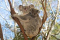 Lone Pine Koala Sanctuary image 2