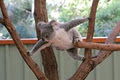 Lone Pine Koala Sanctuary image 3