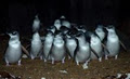 Low Head Penguin Tours image 2
