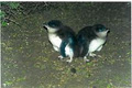 Low Head Penguin Tours image 3