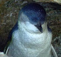 Low Head Penguin Tours image 5