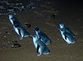 Low Head Penguin Tours image 1