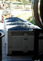 Mandurang Valley Wines image 4