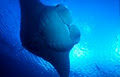 Mike Ball Dive Expeditions image 2
