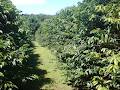 Mount Tamborine Coffee Plantation image 5