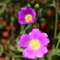 Olive Pink Botanic Garden image 2