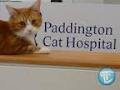 Paddington Cat Hospital image 3