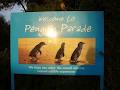 Penguin Parade image 4