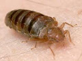 Personal Pest Control - Gold Coast image 3