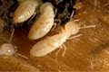 Personal Pest Control - Gold Coast logo