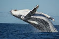 Port Macquarie Whale Watching Cruises image 2