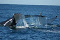 Port Macquarie Whale Watching Cruises image 3