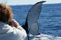 Port Macquarie Whale Watching Cruises image 5