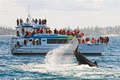 Port Macquarie Whale Watching Cruises image 6