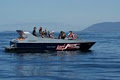 PortJet - Jet boating, Jetski hire, Whale Watching image 2