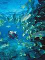 Pro Dive Cairns image 5