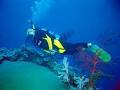 Pro Dive Cairns image 1