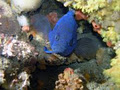 Queencliff Dive Centre image 5