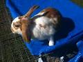 Rabbit Adoption Centre image 4