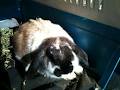 Rabbit Rescue Sanctuary image 5