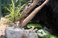 Reptile Territory image 1