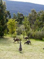 Roos with a View image 3
