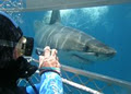 Shark Cage Diving with Calypso Star Charter image 2