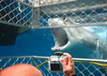 Shark Cage Diving with Calypso Star Charter image 4