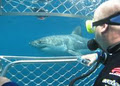 Shark Cage Diving with Calypso Star Charter image 5