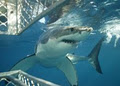 Shark Cage Diving with Calypso Star Charter logo