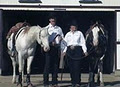 Shaws Performance Horses image 6