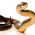 SnakeCatchers.com image 1