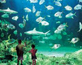 Sydney Aquarium image 2