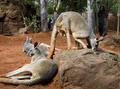 Sydney Wildlife World image 5