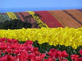 Table Cape Tulip Farm image 3
