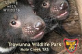 Trowunna Wildlife Park logo